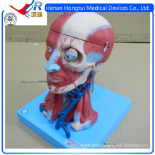 ISO Vivid Anatomical Brain Model With Vessels, Head Neck Model